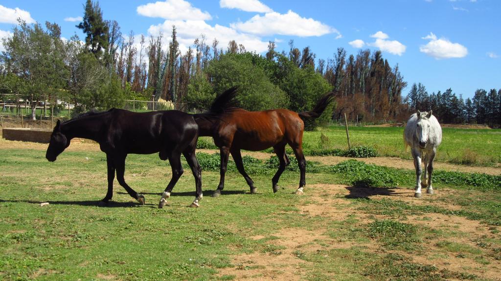 Hotel Boutique La Caballeriza Limache Kültér fotó